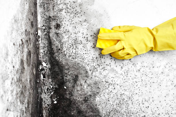 Biohazard Mold Removal in Cedar Hills, OR